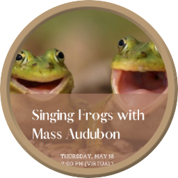 May 18: Singing Frogs with the Mass Audubon